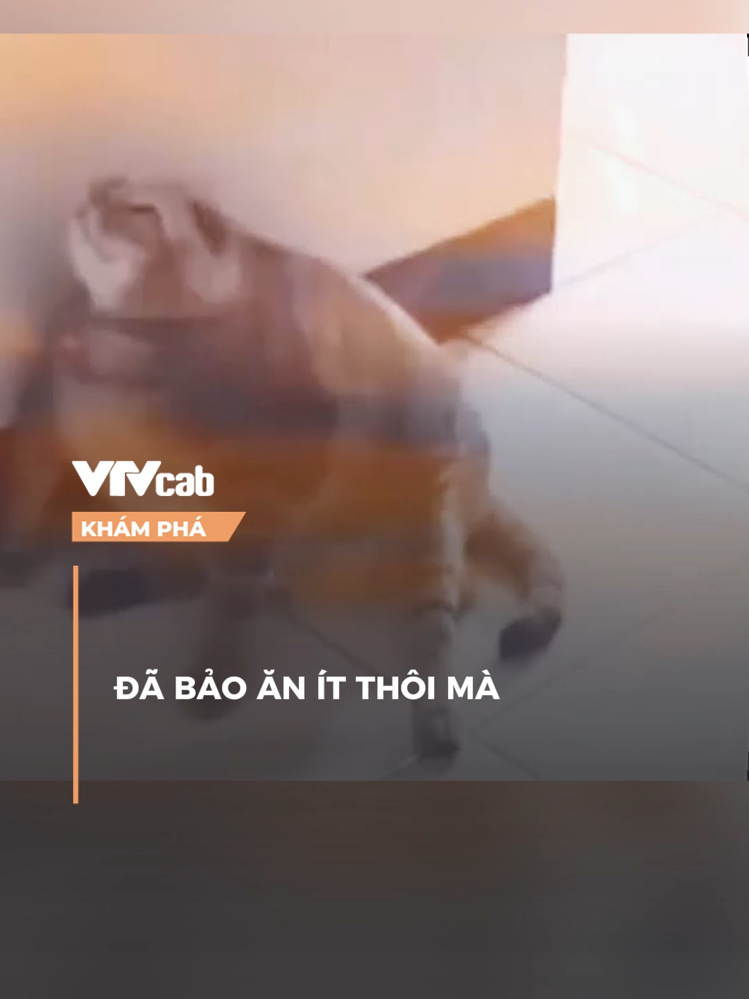 có lên cố lên #vtvcab #khampha #vtvcabkhampha #onlive #nxt