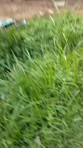 astaghfirullah. bedeng proyek . depan ruko alikante bsd . . . ,#kulijawa  #pejuangnafkah  #tukangtampak  #fyppppppppppppppppppppppp #tukangbangunan 