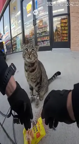 cat getting arrested for stealing cat treats #ai #cat #bodycam #sora #fyp 