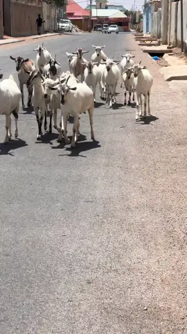 Raxan Ciise Mahamudo salada Jamce so oogtay🐐😂😂#riyahagarowe🇸🇱🐐 #ciise_ruuzh🥷🦅 #garawe_puntland_somalia🇸🇱🇸🇱 #mudug 
