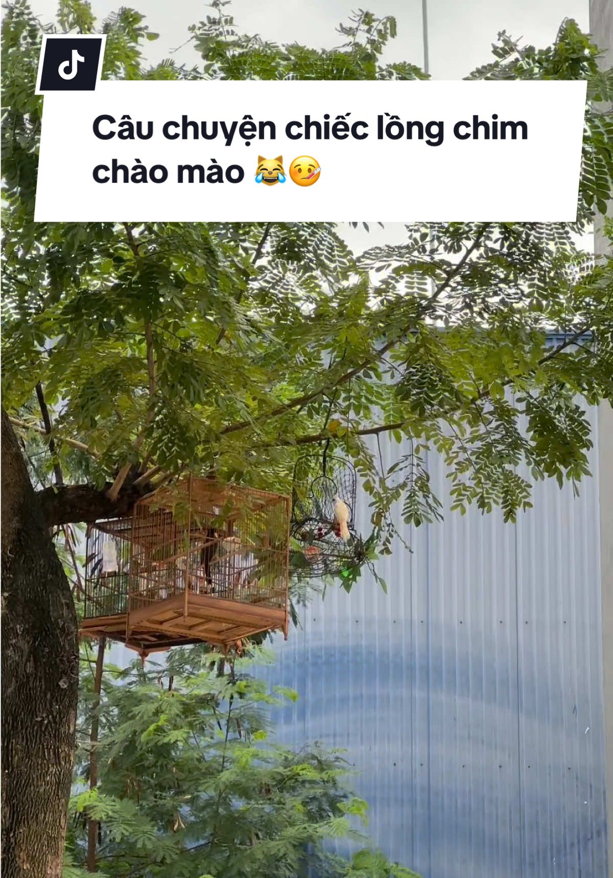 Câu chuyện khóc cười với chiếc lồng cùi 🥲😆 #toiyeudongvat #chimchaomao #hoanggiafarm 
