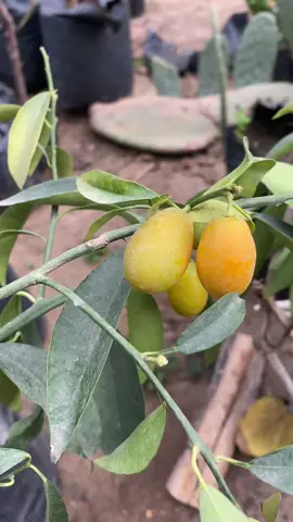تزرع اية في شهر ١٠ 😉❤️❤️ #fyp #plants #lemon #نباتات #tiktok 
