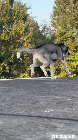 funny dog😆😆😆 #dog #funny #viral #cute #fyp 