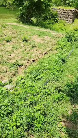 جمعتكم طيبة ومباركه عليكم احبتي الاكرام..@@@@@