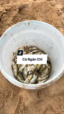 Thả lưới Thu Hoạch cá Ngân Chỉ #trongphuquoc #haisan #xuhuong #viral 