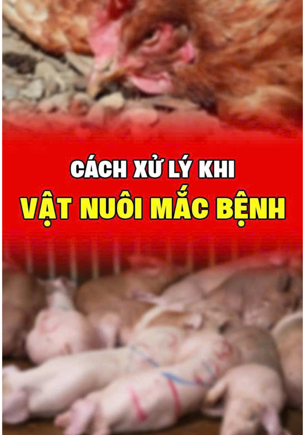 Cách xử lý khi vật nuôi mắc bệnh #meochannuoi #Vatnuoikhoemanh #viral #xuhuongtiktok #bioprotect 