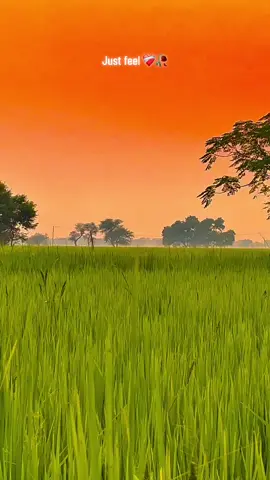 #🍂میرا-سونا_ پنڈ_لنگے-ضلع -سیالکوٹ🌅🍃🌾❤️#shabanhaider1000✅🌱 #foryoupage #unfrezzmyaccount 