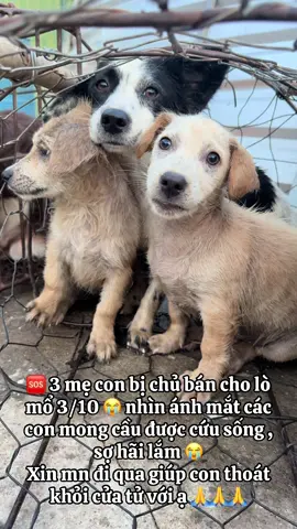 🆘 3 mẹ con bị chủ bán cho lò mổ 3/10 😭 nhìn ánh mắt các con mong cầu được cứu sống , sợ hãi lắm 😭 Xin mn đi qua giúp con thoát khỏi cửa tử với ạ 🙏 #xuhuongtiktok #yeuthuongdongvat #cuuhodongvat #thucung #viral 