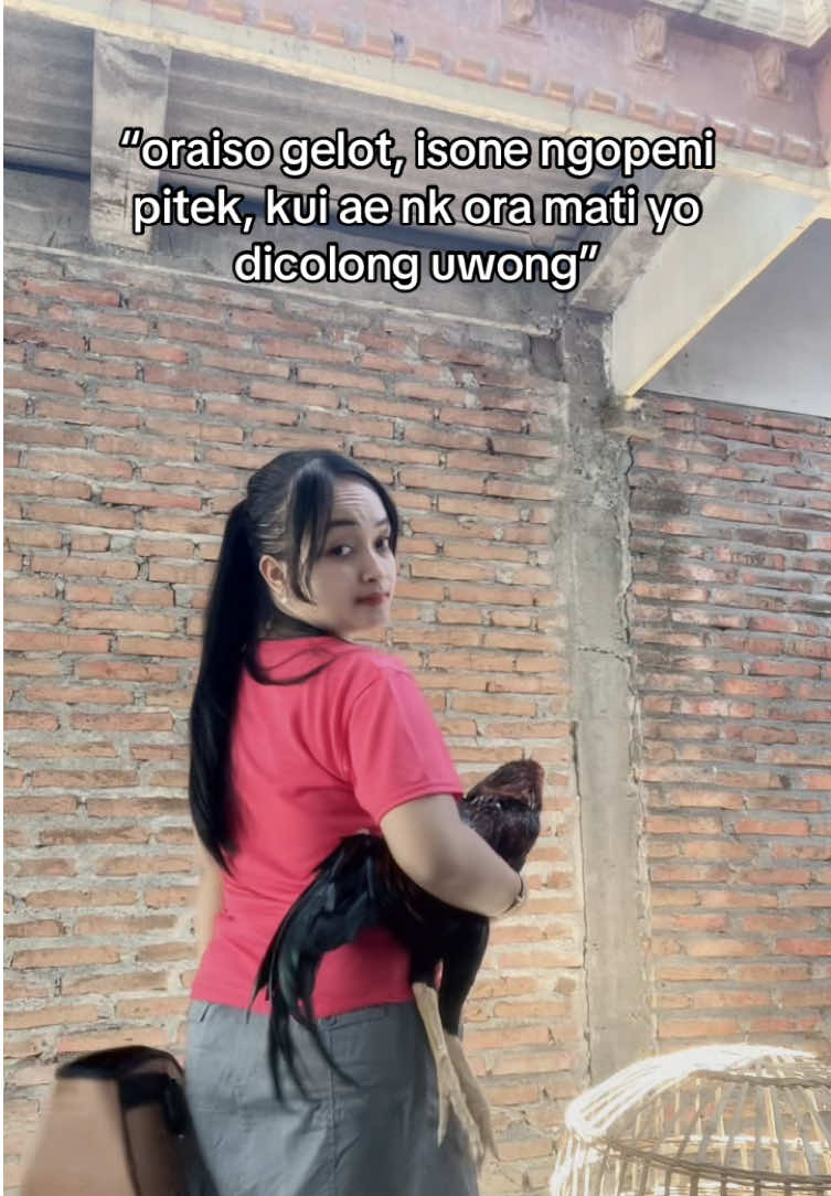 aktif maneh cahhh🤣🤣🤣 #penghobiayam #ayambangkok #fy 