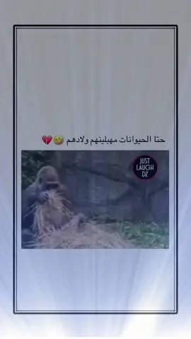 #اكسبلور #explore 