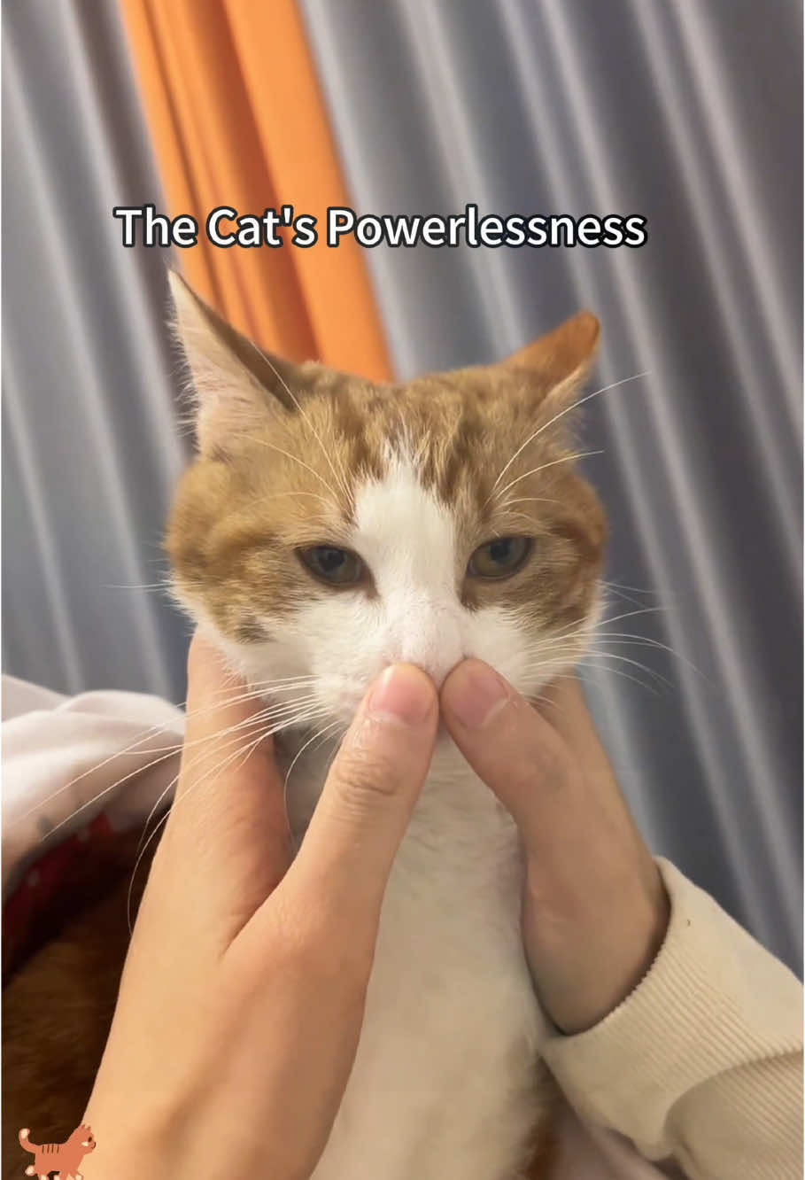 The cat feels powerless.🤣😂😁😊#cat#funny#funnycat##fyp #foryou #viral#usa🇺🇸 #usa_tiktok 