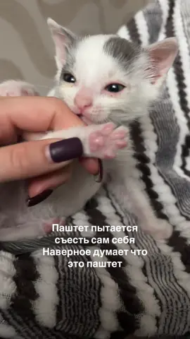 У нас второй день нет воды и у паштета второй день грязная попа 😭😭😭 #паштет #реки #реки #котики #паштетизкуринойпечени 