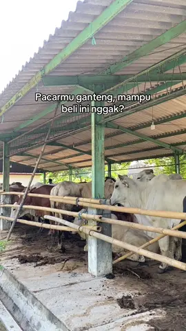 Mampu?fiks lelaki idaman🤭#peternaksapiindonesia #peternakmuda #bosmuda 
