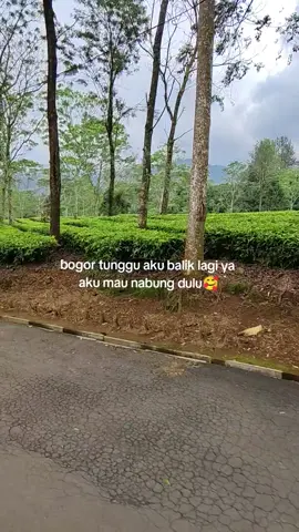 aku kan datang dengan cerita yang jauh lebih indah 😍😘🥰 #kebunteh #puncakbogor #gunungmas 