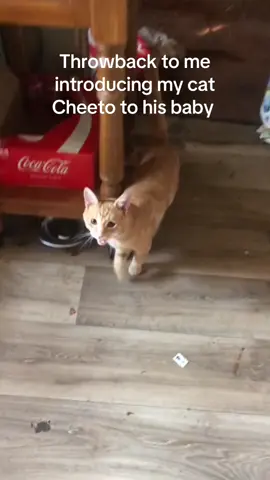 Dw Cheeto was a very good cat dad once he got over the shock of being a father 
