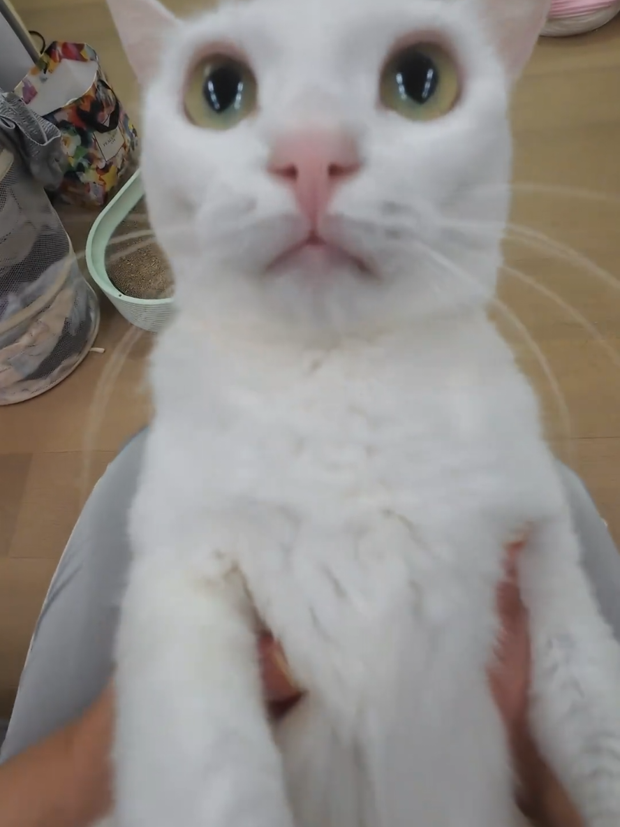 Beibei is still shocked #fyp #fufucat #pets #catlover #catsofttiktok 