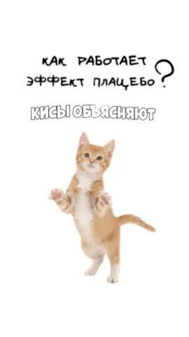 Как работает эффект плацебо? Кисы объясняют 😻