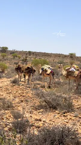 Reer guuraaga weli ma rartay ? Hayaan adag iyo awrtii oo ragaaddey min qaadkii reerka oo dhow macnaha halkan ayaa lagu furaya , waa deegaanka Caluula , Raascasayr #barreadaani #somalia🇸🇴 #puntland #xigmadamaanta 