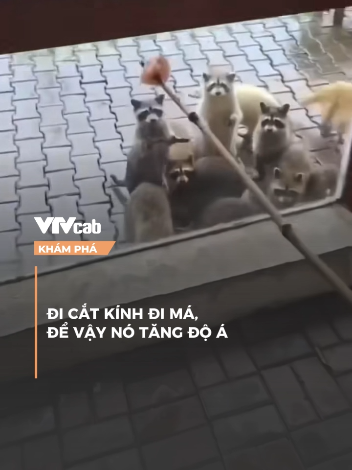 MẠNG 2G #vtvcab #khampha #vtvcabkhampha #onlive #dtp
