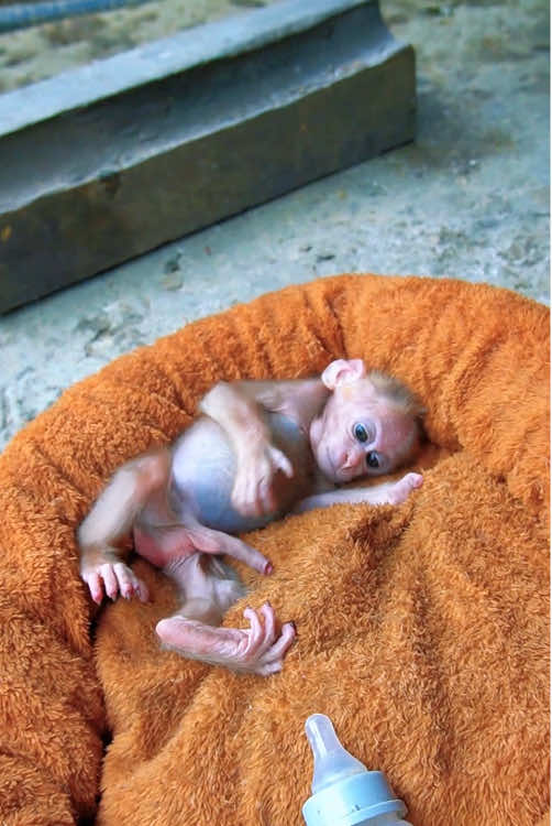 Funny monkey #monkey #rescue #animals #fyp #monkeybaby #monkeysoftiktok #pet #stuck #monkeydluffy #monkeyface #cute #cutemonkey #poor #monkeys 