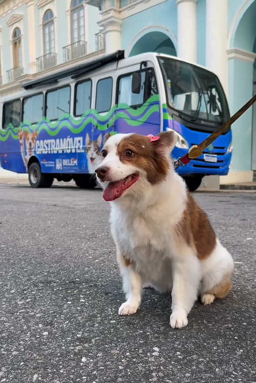 Nesse sábado é Dia Mundial dos Animais e tem Belém Animal! 🐾 Minha Frida fiscalizou o nosso Castramóvel e tá tudo pronto pra ação, com atendimento veterinário, vacinação e vermifugação e castração com exame de sangue feito na hora! ✅ Anota aí: vai ser 04 de outubro (sábado), de 8h a 13h, na Praça Batista Campos.