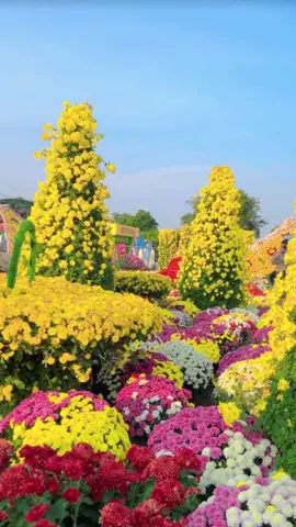 လှလိုက်တဲ့ပန်းကမ္ဘာ🌸🌼 #flowers #fyp #nature #flowerlover #trending 