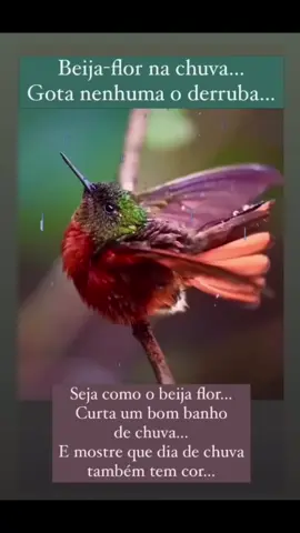 #SejaComoOBeijaFlor❤️🙏🏼🧘🏻🙏🏽 #CurtaUmBomBanhoDeChuva #DiaDeChuvaTambémTemCor🙏🏽 #AmoBeijaflores!🙏🏽❤️🙏🏼❤️    #QuemSeCuidaSeAma❤️🧘🏾‍♂️🧘🏻🙏🏽🙏🏻❤️🧘🏾‍♂️🧘🏻🙏🏽🙏🏻❤️🧘🏾‍♂️🧘🏻 