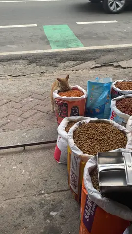 Free meal hahaha cutiee #fyppppppppppppppppppppppp #PetsOfTikTok #catsoftiktok #catlover 