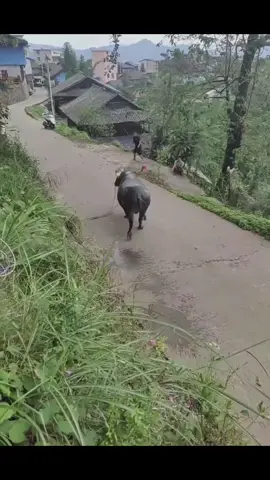 #yeucunco 