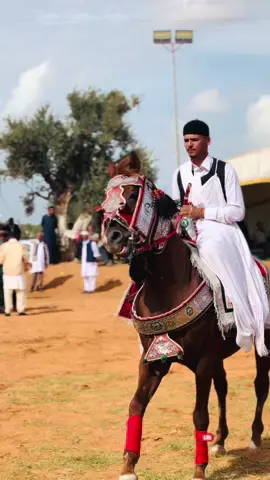 #زليتن_مصراته_طرابلس_ليبيا #الله_يبارك😉❤️🖐🏻 #خيل_وخياله🐎 #يسلم_وخيي_وحصانه @💪🦅(AB)🔥💵 