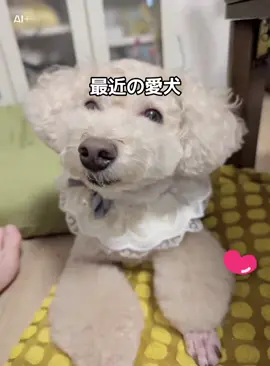 おやつの気配を感じ取って…ソワソワが止まらない😂💓 尻尾ぶんぶん、目はキラキラ👀✨ この瞬間がたまらなく愛おしい💞 #犬のいる暮らし #わんこ #犬好きな人と繋がりたい #犬のいる生活 #愛犬