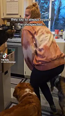 Funny Videos Compilation #funnyvideos #funnymoments #funnytiktokvideos #funnyanimals 