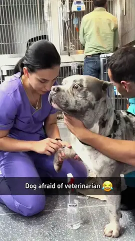 Try not to laugh when you watch 😂😂😂 #funny #dog #animals #funnyvideos #cat 