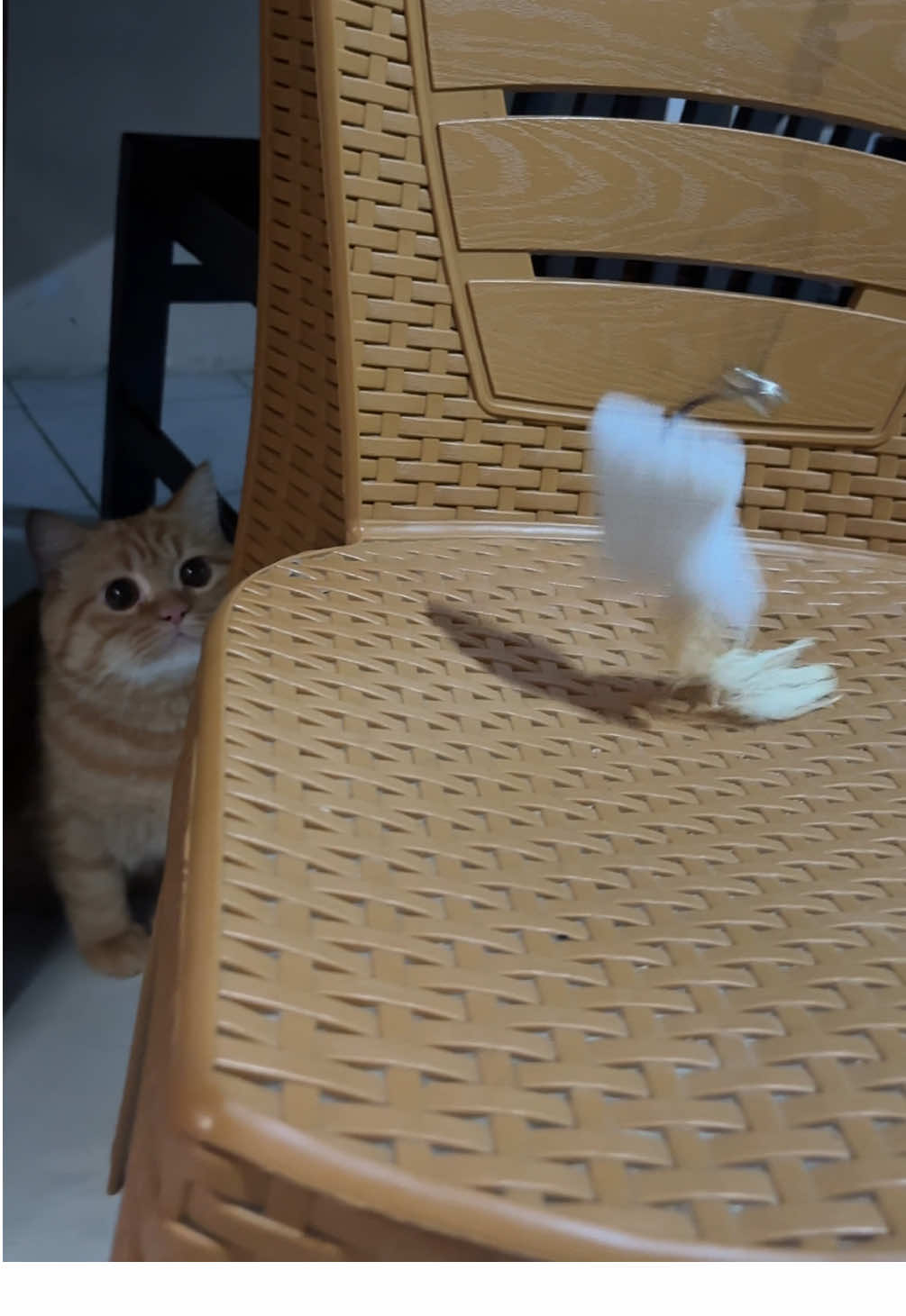 LAHH kenapa dia cuma liatin #kucing #kucinglucu #kucingimut #kucinggemoy #catlover 