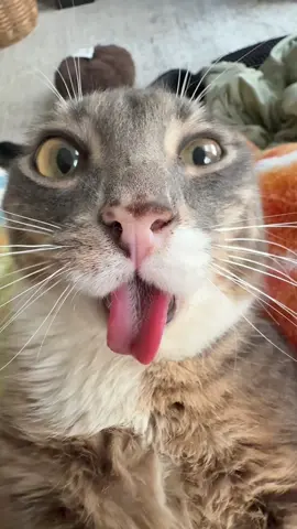 fun fact Rigby likes belly rubs #fyp #catcontent #catsoftiktok #sillycat #rigbycat 