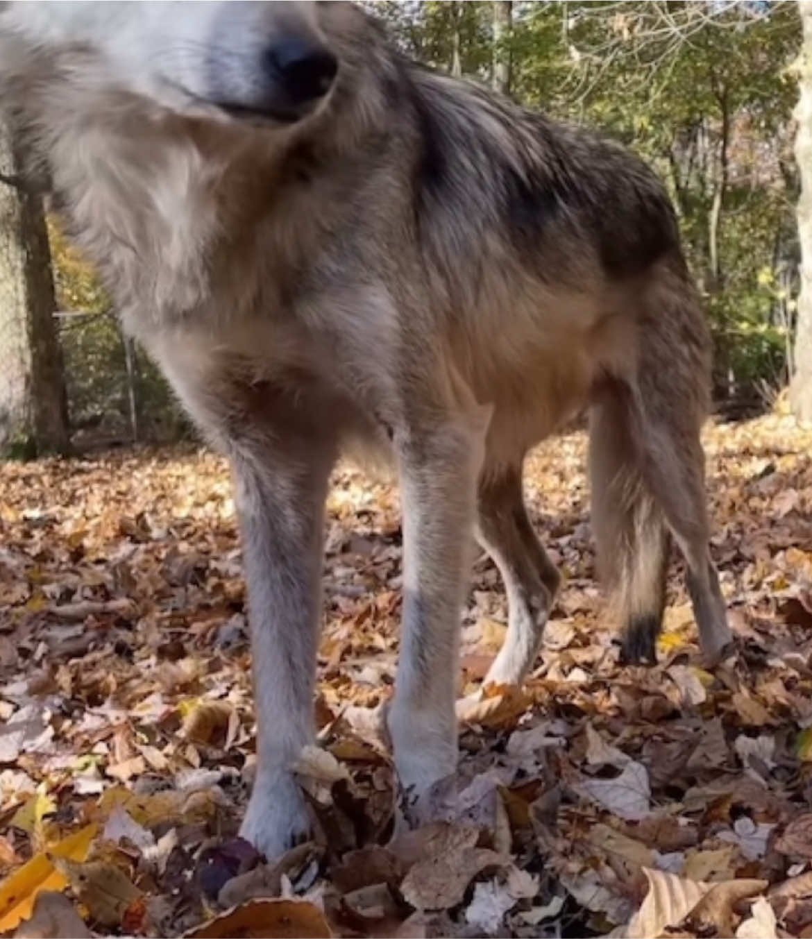 🍁🍂 sniff snoof - footage sourced from the wolf conservation center! #wolves #wolf #autumn #animals 