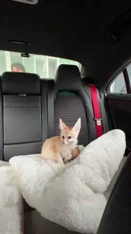 🦊ไปเที่ยวววกันงับ #fennecfox #จิ้งจอกทะเลทราย #เฟนเนคฟอค #คุณชายวิลเลี่ยม🦊 #วิลเลี่ยมหมาขี้อ้อน🐶 