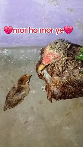 #mor ho mor ye kana💔#foryou #foryoupage #viral #trending @🌹Imran Khan🌹 