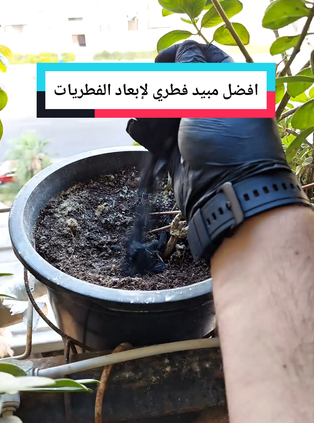 #فكرة_مبيد #الفطريات و #الحشرات في التربة مجانا #الشارع #نبات 