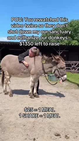 Your help is our hope #equine #ponylove #donkeysoftiktok #fyp #equinesofinstagram 