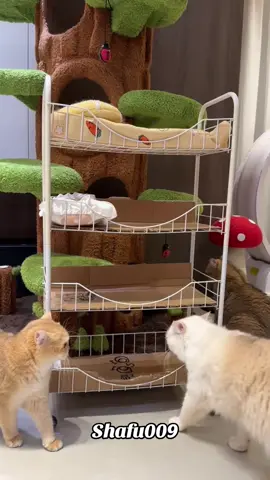 #粉丝一千万#cat#catsoftiktok#viral#fyp 