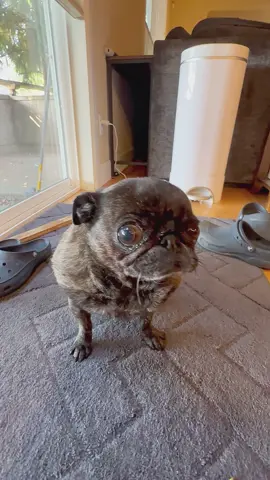 This is what Juno thinks of this morning… 🐾💨 The classic butt scoot of disapproval. 😂☕️ #G#GoodMorningJunop#pugsoftiktokf#funnypugd#dogtokp#puglife   