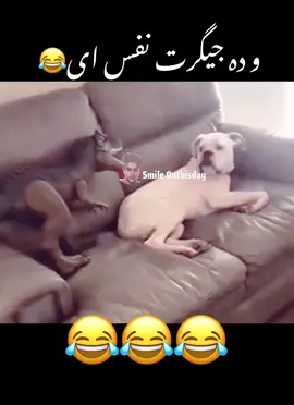 ترسیدن نگاه کو 🤣😂 #foruyou #funnyvideos😂 #pashtofunny #نجیب_بروت #comedy  @afghan fun 