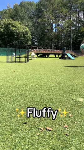 📣 Your biggest fan & the ultimate girls girl!   💅 Fluffy enjoys massages, spa days & somatic exercises She’s an extra large pyr but don’t let her size Intimidate you. She’s as soft as her fur!  Fluffy would enjoy a home with a nice back yard with a doggy door so you two can sit & read together. She’s good with other dogs & cats! Fluffy would love to deepen her bond with you with obedience training. Although she does know some commands, she only wants to bond & training will do just that! GENERAL INFO House trained: ✅ Leash trained: ✅ Good with other dogs: ✅ Good with cats: sometimes I chase them for fun Needs a doggy door: ✅ Needs a fenced backyard: ✅  ADOPT OR FOSTER FLUFFY (Spayed Female, 128 lbs, 3Y/3M/27D)   📱 apply to adopt Fluffy at https://greatpyratlanta.com/apply-to-adopt/ #greatpyrenees #greatpyreneesoftiktok #dogrescue #greatpyreneesrescueofatlanta #adoptdontshop