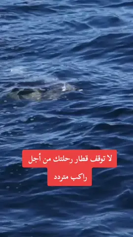 #عابر_سبيل 