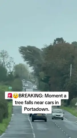 🚨😲BREAKING: Moment a tree falls near cars in Portadown. 📍It happened on the Dungannon Road in the town. 🎥(Video: Stephen Cochrane)