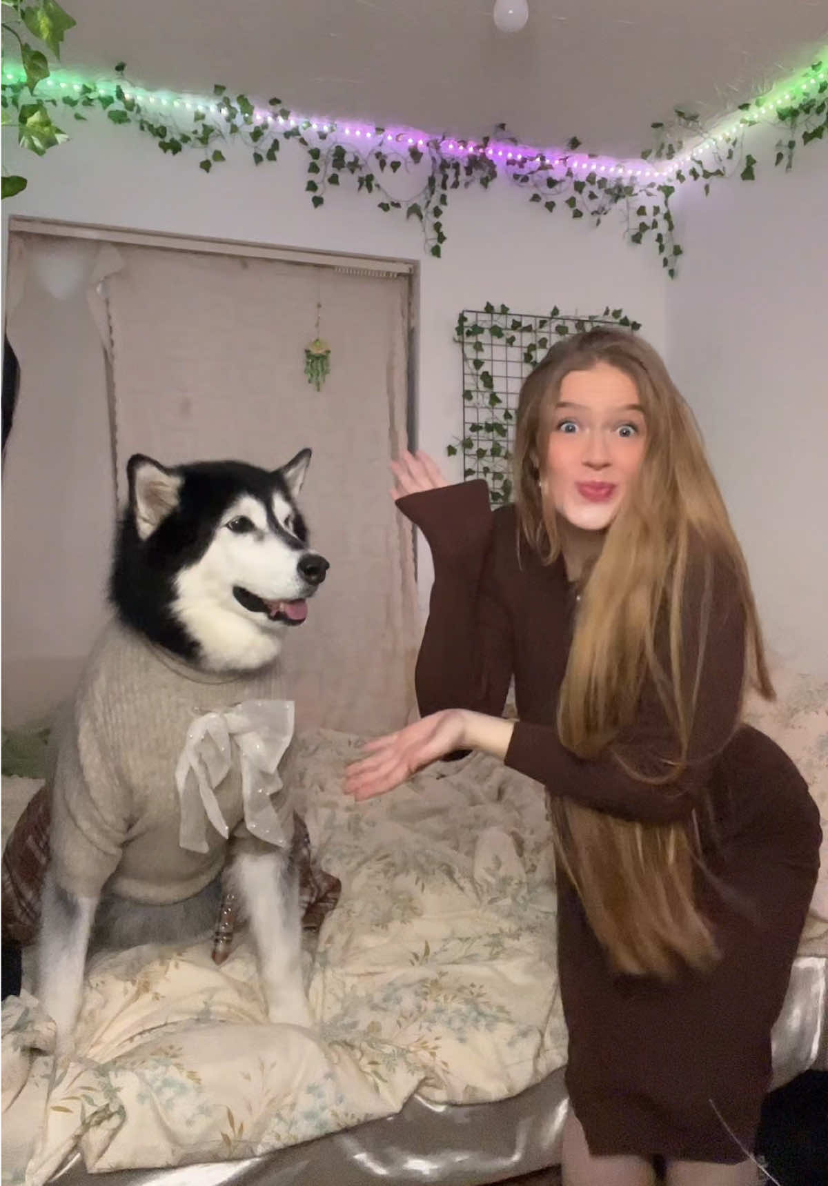 Turning mishka into a fashionista 💁‍♀️✨  #alaskanmalamute #dog #OOTD #clothesswap #outfit 