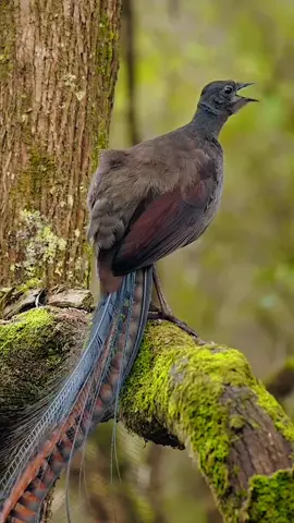 Wonderful sounds of nature #animalworld #badanimation #bluelock #viralvideo #foryoupage 