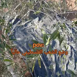 #مشاكل_الزيتون_كل_سنة#ترند  #الشعب_الصيني_ماله_حل😂😂 #الشغل_الصح_الو_ناسوا🔥 