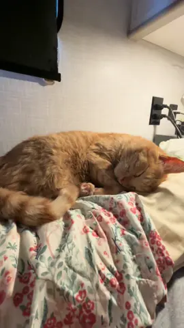 Have you activated your cat today? 